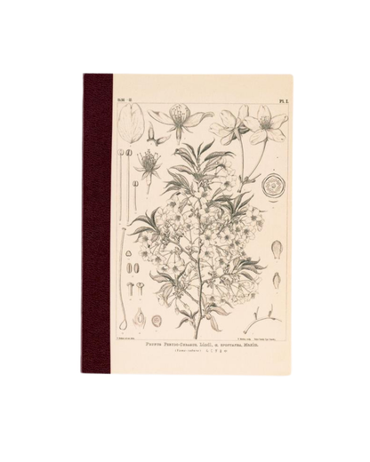 Hobonichi Graph Notebook A6 – Tomitaro Makino : Yamazakura