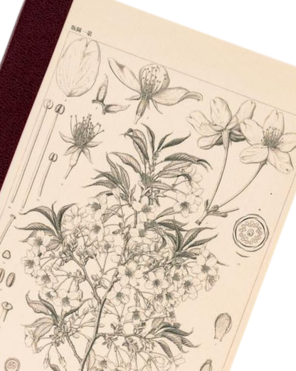Hobonichi Graph Notebook A6 – Tomitaro Makino : Yamazakura
