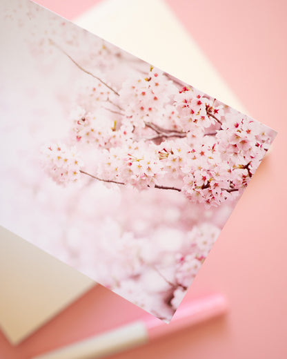 Photo Postcard Sakura Japanese Cherry Blossoms